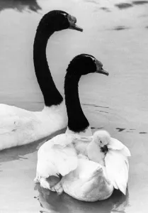 This young cygnet gets a piggy back ride of one of its parents This young cygnet gets a piggy back ride of one of its parents