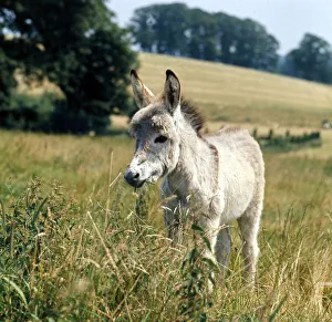 A young donkey foal eating grass in a field. March 1980 A young donkey foal eating grass in a field. March 1980