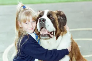 A young girl pictured at school with a St. Bernard dog. 10th September 1990 A young girl pictured at school with a St. Bernard dog. 10th September 1990