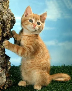 A young kitten leaning on tree September 1976 A young kitten leaning on tree September 1976