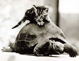 A young kitten pounces on top of a slow moving tortoise December 1984 A young kitten pounces on top of a slow moving tortoise December 1984