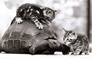 Two young kittens playing with a slow moving giant tortoise 1983 A© Two young kittens playing with a slow moving giant tortoise 1983 A©