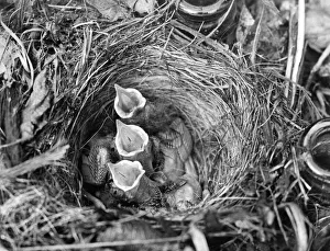 These three young Robins are waiting for something to eat These three young Robins are waiting for something to eat