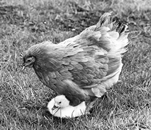 This yourg cygnet is being cared for by a broody hen at the Washington Wildlife Park This yourg cygnet is being cared for by a broody hen at the Washington Wildlife Park
