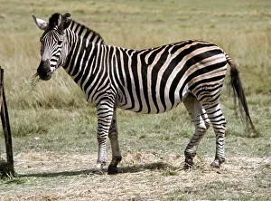 A zebra at Lion Park in South Africa April 1973 A zebra at Lion Park in South Africa April 1973