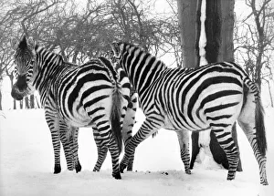 These zebras seem disgusted with the weather at Lambton Pleasure Park in March 1979 These zebras seem disgusted with the weather at Lambton Pleasure Park in March 1979