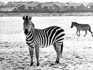 Zebras in the snow at Lambton Pleasure Park in January 1978 Zebras in the snow at Lambton Pleasure Park in January 1978