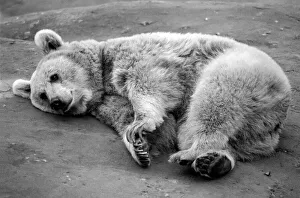 Zoo Animals: Bear. December 1975 75-06831-002 Zoo Animals: Bear. December 1975 75-06831-002