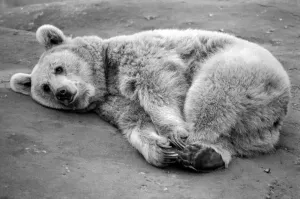 Zoo Animals: Bear. December 1975 75-06831-003 Zoo Animals: Bear. December 1975 75-06831-003