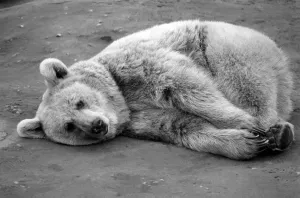 Zoo Animals: Bear. December 1975 75-06831-004 Zoo Animals: Bear. December 1975 75-06831-004