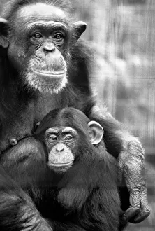 Zoo Animals: Chimp. December 1975 75-06831-001 Zoo Animals: Chimp. December 1975 75-06831-001