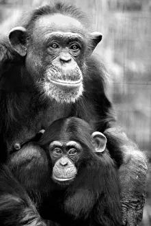 Zoo Animals: Chimp. December 1975 75-06831-005 Zoo Animals: Chimp. December 1975 75-06831-005