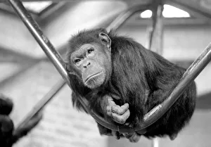 Zoo Animals: Chimp. December 1975 75-06831-006 Zoo Animals: Chimp. December 1975 75-06831-006