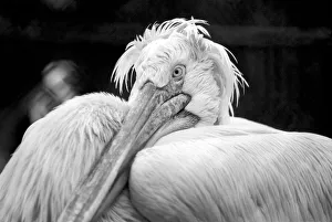 Zoo Animals: Pelican. December 1975 75-06831 Zoo Animals: Pelican. December 1975 75-06831