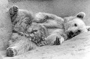 Zookie, the brown bear, has to keep going at full stretch Zookie, the brown bear, has to keep going at full stretch