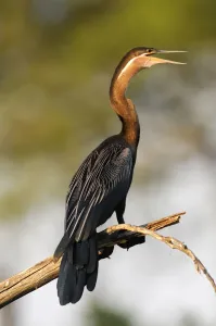 Anhinga Print, Lianshulu Lodge, Namibia
