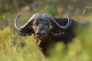 Buffalo Print, Namibia