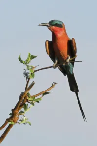 Carmine Bee-eater Print, Namibia