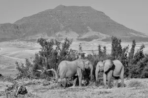 Kunene Region Desert Landscapes Prints: Desert Elephant