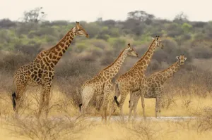 Giraffe Print from Etosha National Park, Namibia
