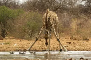 Etosha National Park Print: Giraffe at Water's Edge