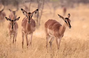 Impala Print, Etosha National Park, Namibia