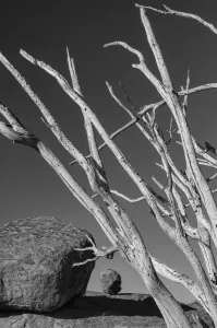 Namibia Print: Wood and Rocks in Damaraland Landscape