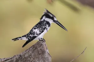 Namibia Pied Kingfisher Print