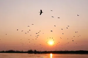 Namibia Sunset Print over Zambezi River