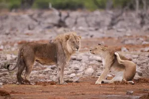 Namibia Lion Print at Etosha Waterhole