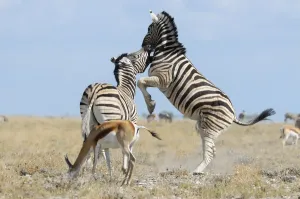 Namibia Zebra Print, Etosha National Park