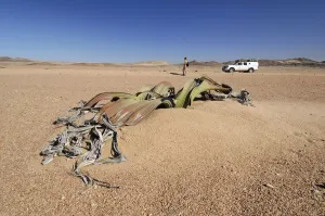 Welwitschia Plant Print, Namib-Naukluft National Park