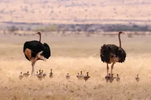 Namibia Ostrich Print