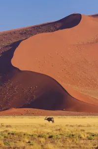 Namibia Gemsbok Print