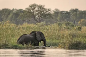 Safari Elephant Print, Kwando River Scene