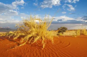 Namibia Travel Destinations Prints: Wolwedans