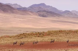 Wolwedans Gemsbok Print