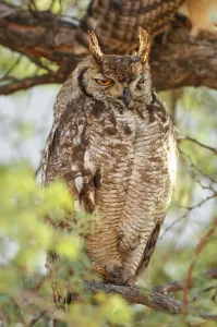 Wolwedans Spotted Eagle Owl Print