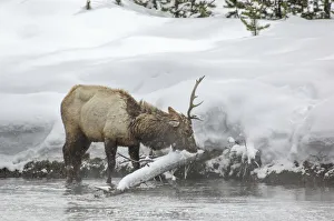 Roosevelt elk in winter Roosevelt elk in winter