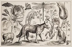 1663 Etching Print of Wolf, Dog and Sheep