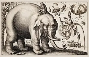1663 Etching Print of an Elephant