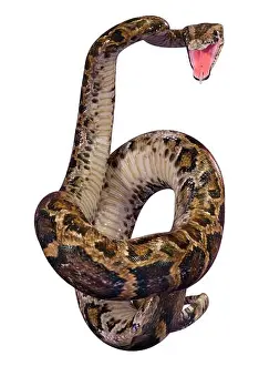 Framed Print : Burmese Python 3D Rendering Print