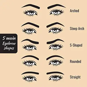 5 Basic Eyebrow Shapes Vector Print Illustration