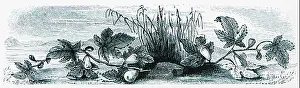 Antique Print of Fruiting Plant in Ancient Ambracia