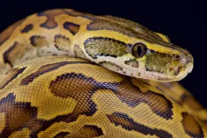 African Rock Python Print