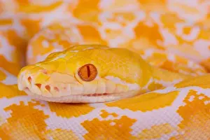 Albino Reticulated Python Print