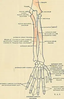 Print of human anatomy, specifically the posterior radioulnar region