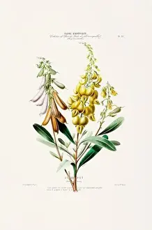 Antique Botanical Print of American Flowers and Fruits