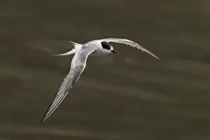 Arctic Tern Print - Sterna paradisaea at Mumbai Coast