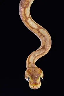 Ball Python Print - Colorful Varieties of Python regius